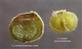  Left-T.S.Ovary + Hypanthium, Right-T.S.Ovary-ovules removed